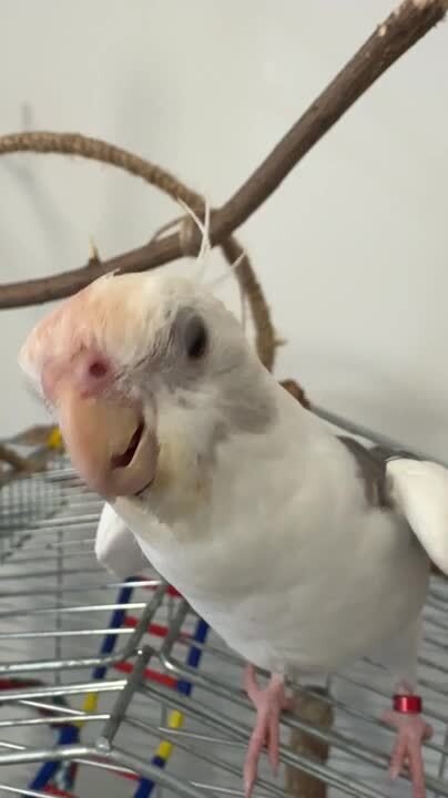 White Cockatiel Puts on Mini Concert by Showing Off His Singing Skills