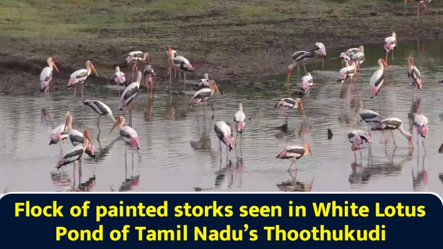 Flock of painted storks seen in White Lotus Pond of Tamil Nadu’s Thoothukudi