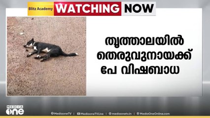 തൃത്താല ഞാങ്ങാട്ടിരിയിൽ നിരവധി പേരെ കടിച്ചു പരുക്കേൽപ്പിച്ച തെരുവുനായക്ക് പേ വിഷബാധ സ്ഥിരീകരിച്ചു