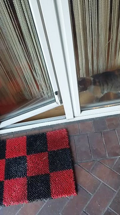 "No way, You go, I'm Staying In!" 😾🌧️ Funniest Cat Says Hard Pass to Bad Weather! #cat #shorts