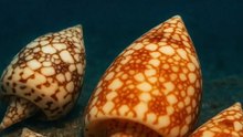Looks Harmless, Kills Instantly – The Deadly Cone Snail