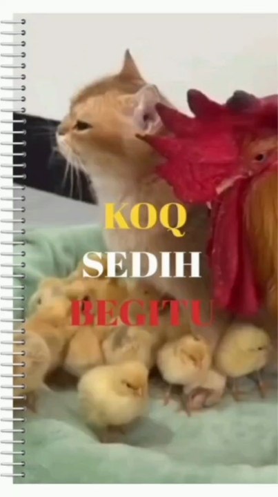Cat with sad face when souronded by many chicks