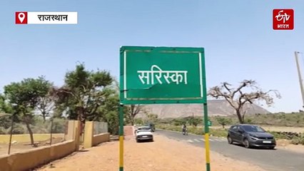 सरिस्का से खुशखबरी: छह माह में दर्जन भर शावक हो जाएंगे वयस्क, कुछ बाघों की शिफ्टिंग संभव