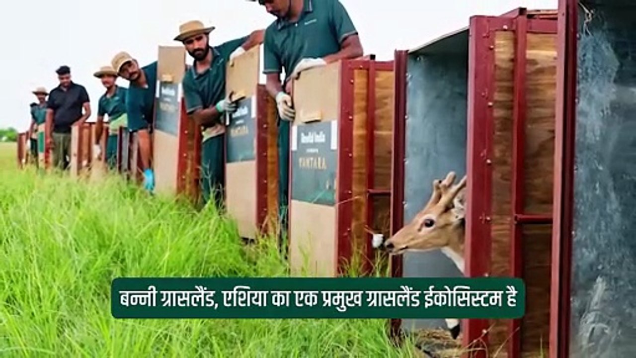 जामनगर के वनतारा सेंटर से हिरण खास एम्बुलेंस में  कच्छ लाए गए। गुजरात वन विभाग की निगरानी में  उन्हें सुरक्षित तरीके से बन्नी घास के मैदानों में  छोड़ा गया, ताकि वहां की जैव विविधता बढ़े।  #GreensZoo #VanTara #BanniGrassland #ForestDepartment #AnantAmbani
