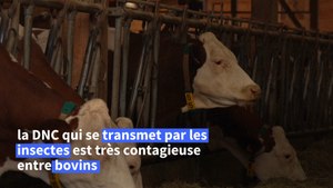 Dermatose : près de 300 personnes mobilisées pour empêcher l'abattage d'un troupeau en Savoie