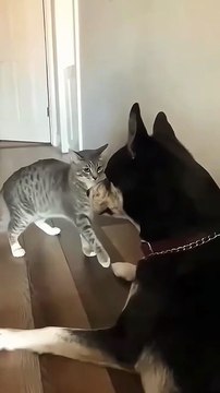 dogs vs cats try not to laugh challenge! 😂 #dogsvscats #funnyanimals #catvideos