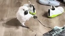 funniest parrot laugh ever 😂