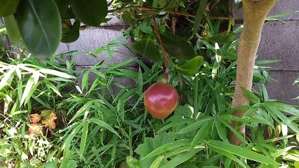 ツバキの実