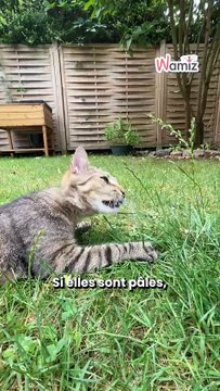 5 SIGNES POUR SAVOIR SI VOTRE CHAT EST DÉSHYDRATÉ