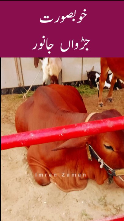 JURWA BACHRY l TWINS BUFFALO 🐃 😊