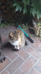 What do cats do when it rains ?🎬🐱☔#cat #shorts