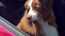 Achtung: Achten Sie bei starker Hitze auf Ihre Hunde im Auto!