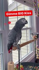 parrot says big big kiss so adorable! 😘