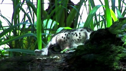 Animaux : La Panthère des Neiges