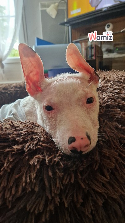 Arlo