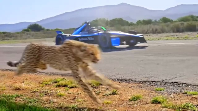 World's Fastest Car Vs Cheetah in Hindi mrbeast hindi Mr Beast Hindi Mrbeast in Hindi