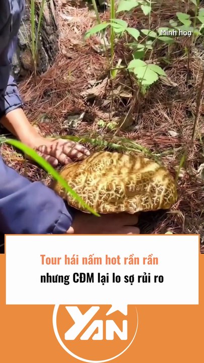 Tour hái nấm hot rần rần nhưng CĐM lại lo sợ rủi ro