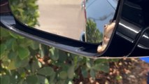 Frog chooses a car mirror over the pond to chill out