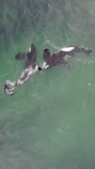 Estas orcas aprenden a cazar siguiendo un patrón geométrico