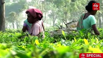 অনাবৃষ্টিতে ধুঁকছে উত্তরের চা-শিল্প ও চাষাবাদ, বাড়ছে উদ্বেগ