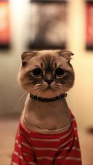 Os animais mais fofos do mundo N•94