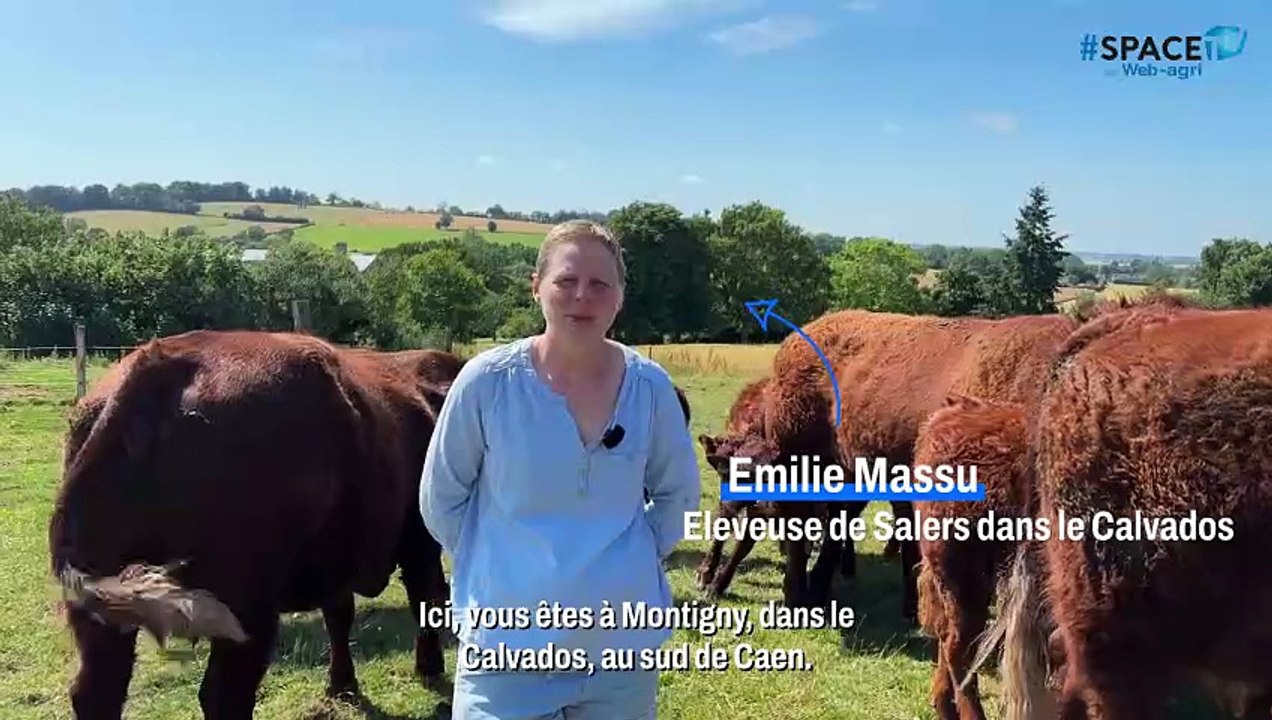 Ravissante défendra les couleurs de l'élevage Massu au concours Salers du Space 2025
