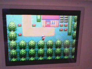 pokemon rubis (4) le pokémon à tymmie