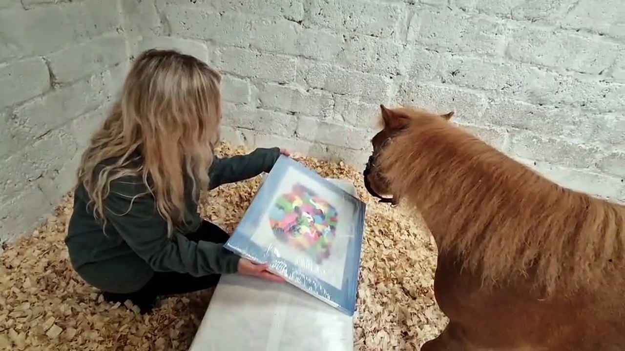 Derry has its very own painting pony - meet 'Shet Van Gogh'