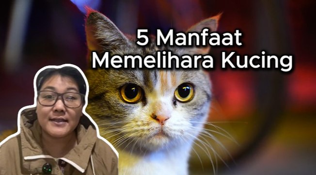 Manfaat Memelihara Kucing-Serius Ini Hewan?