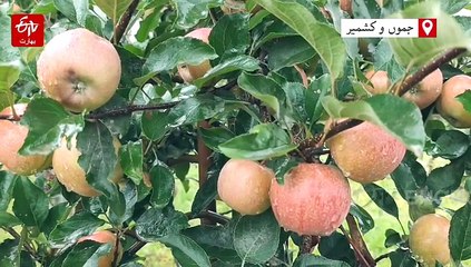 کشمیر میں بارشوں کا سلسلہ جاری، زرعی پیداوار میں نمایاں بہتری متوقع