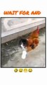 When the rooster decides to walk in style 😂🐓👟