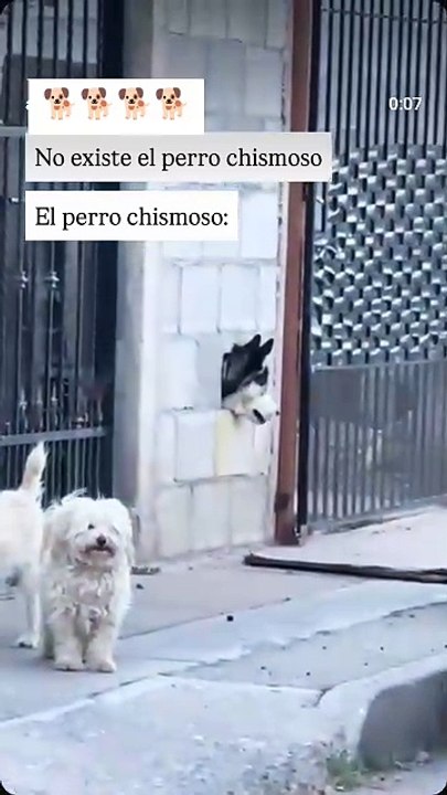 Ningún 🐕 fue lastimado para esté video