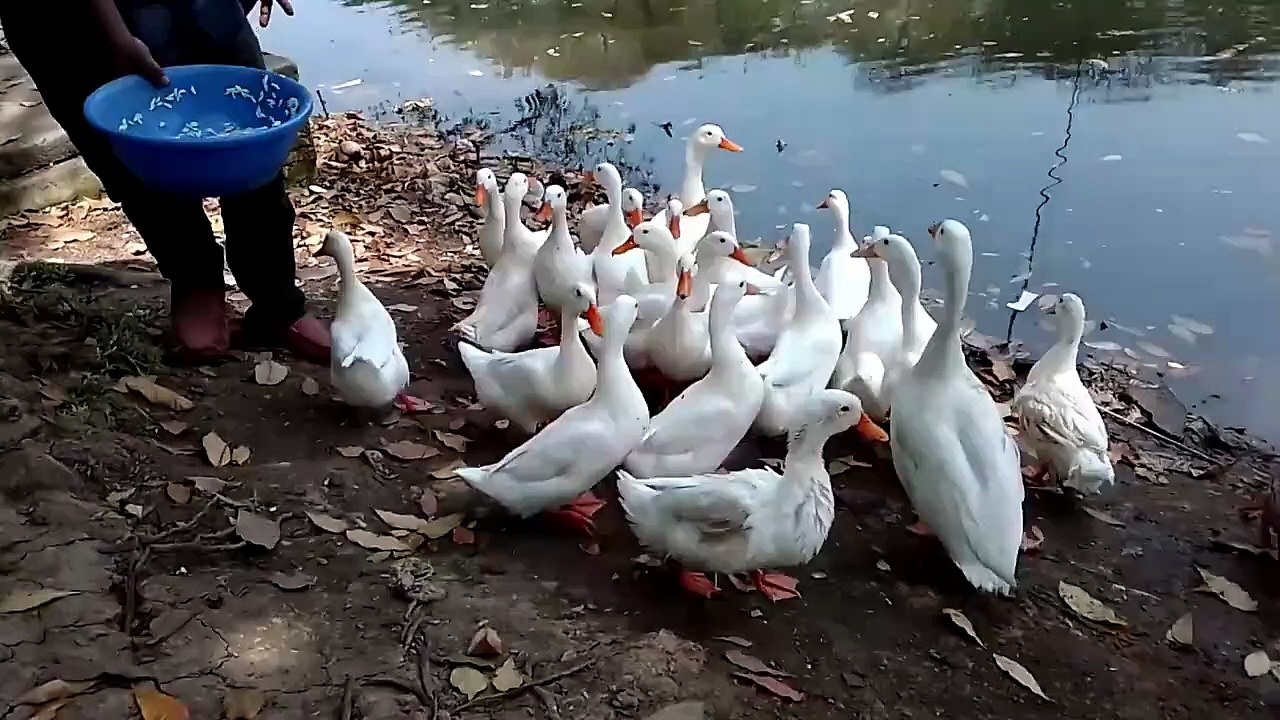 WHISPER OF THE LAKE: THE DANCE OF THE WHITE SWANS.