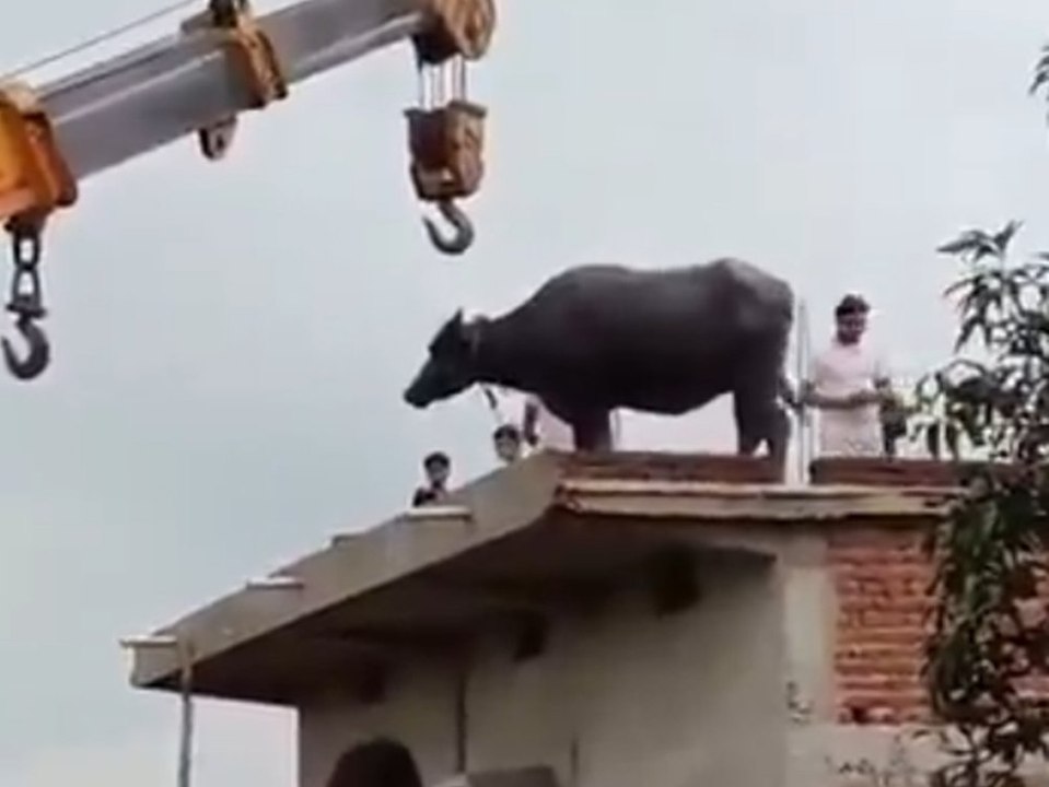 Büffel steht auf hausdach: kran muss anrücken