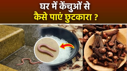 Ghar Se Kechua Kaise Bhagaye: बारिश में घर में घुसे केंचुओं को कैसे भगाएं |Boldsky