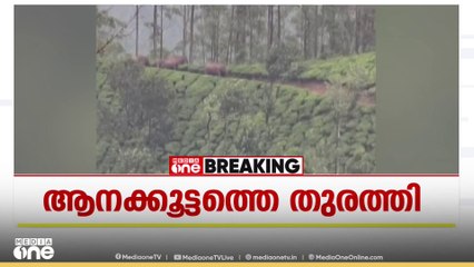 ഇടുക്കി ചിന്നക്കനാലിൽ വഴി തടഞ്ഞ ആനക്കൂട്ടത്തെ തുരത്തി; RRT സംഘം വൈകിയെത്തിയതിനെതിരെ നാട്ടുകാർ
