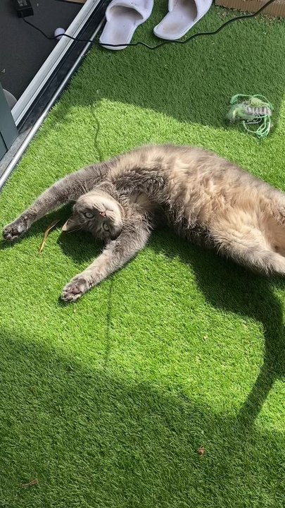 Ma beauté 😍