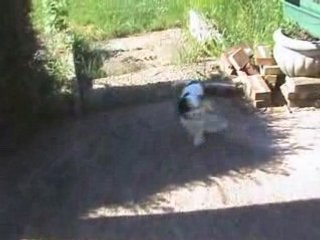 DUCKY ET LA BOUTEILLE EN PLASTIQUE