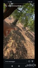 Michele monopoli impianto irrigazione veloce per olive