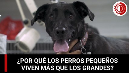 ¿Por qué los perros pequeños viven más que los grandes?
