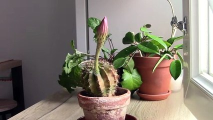 Stunning Blooms: Nature's Must-See Show!