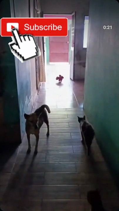 Lindos loritos tan lindos 🦜🦜#