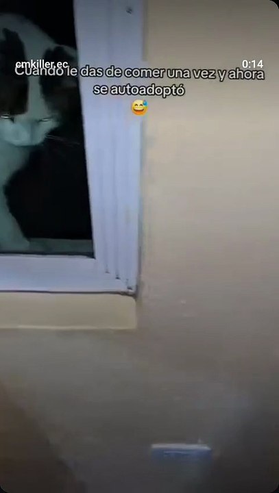 Otra historia de gatitos 😺