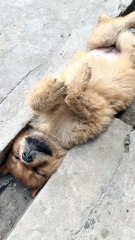 Dog’s Hilarious Sleepy Snooze Party!