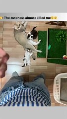 The cuteness almost killed me