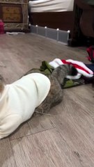 Cat ❌ Gentlecat ✅