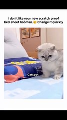 I don't like your new scratch proof bed-sheet hooman. 😾 change it quickly