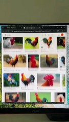 Generate Unique Images
