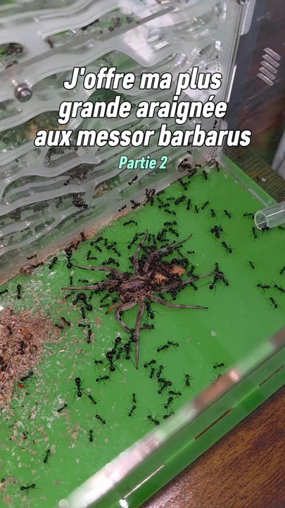 Notre colonie de Messor barbarus continue de découper cette immense proie !Elles ont réussie à ouvrir l'abdomen, malheureusement le céphalothorax est toujours inaccessible car trop solide.