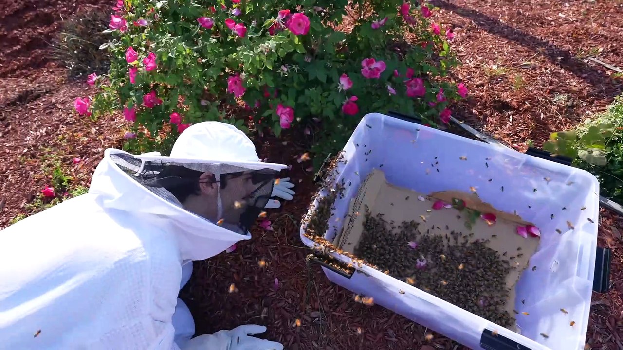 Raising 10,000 Bees (in my home)